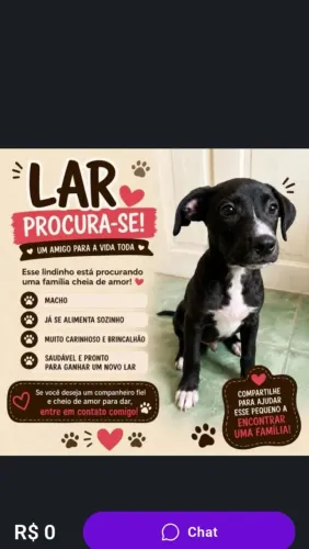 Doação de cachorro 