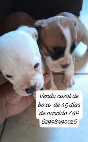 Vendo um casal de cachorro box com 45 dias de nascido