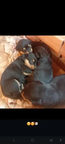 Vendo filhotes de rottweiler, pais no local, pra mais informações whatsapp: *