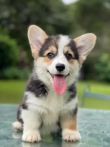 Filhote de Corgi