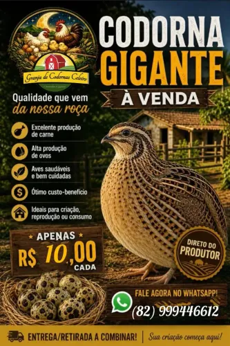 CODORNAS GIGANTES E JAPÔNICA