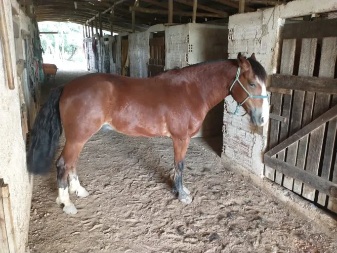 Vendo cavalo criolo confirmando 