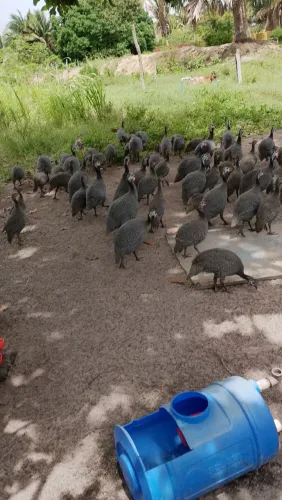 Galinha da angola Francês 