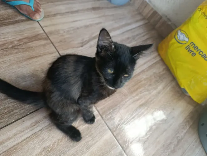 Estou doando essa gata