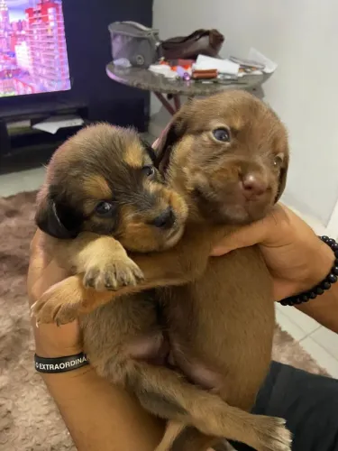 Filhotes DISPONÍVEIS - MISTURA DE LABRADOR COM PEQUINÊS E POODLE ?
