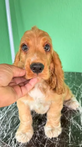 Cocker  dourado para já macho 