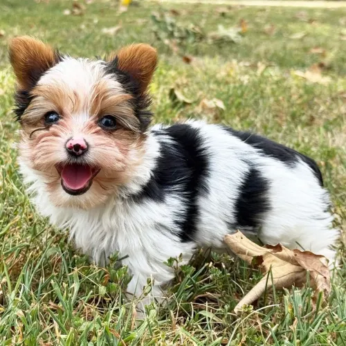 Yorkshire Terrier Biewer/ Seu novo dengo de 4 patas