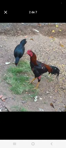 ANIMAIS