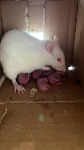Camundongos, mercol, twister e topolinos(leia o anuncio)