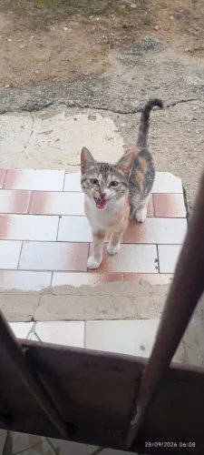 Gatinha pra adoção