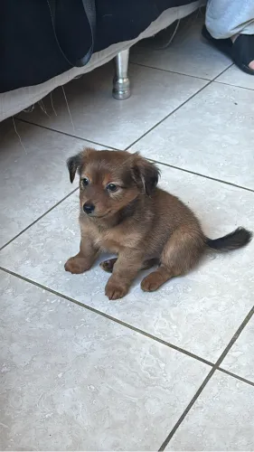 Doação Filhote Macho