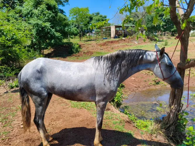 Égua tordilha