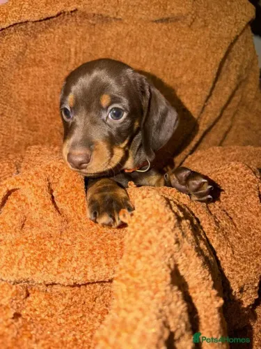 Filhotinhos Macho e Fêmea Vacinados Teckel/Dachshund/Salsicha/Salsichinha/Basset/Cofap