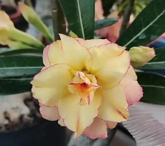 Rosa do deserto amarela 