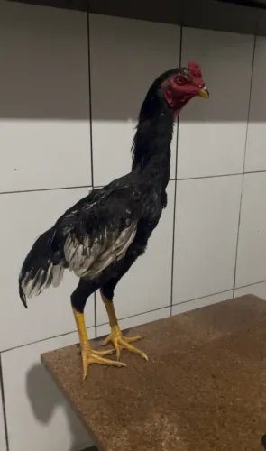 Frango de raça