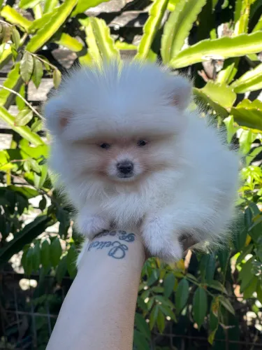 Animais de estimação