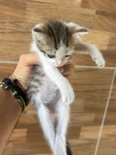 Gatos para doação