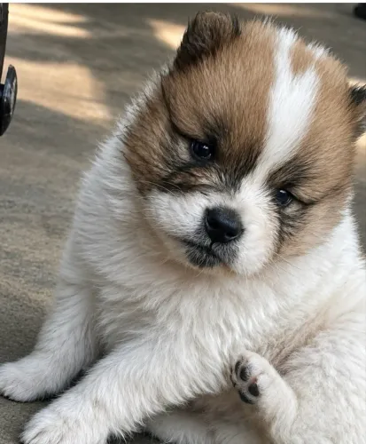 Chow chow 