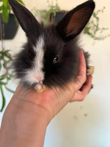Coelhos mini Lion 