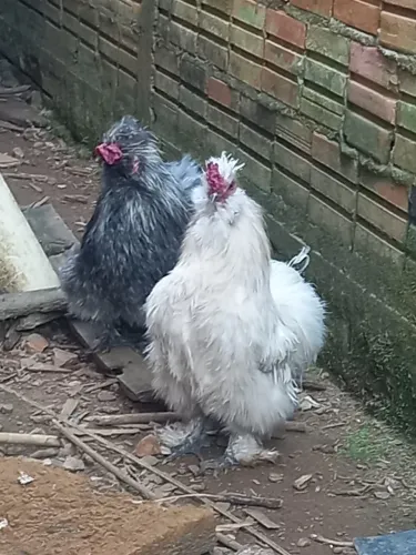 Galo japonês