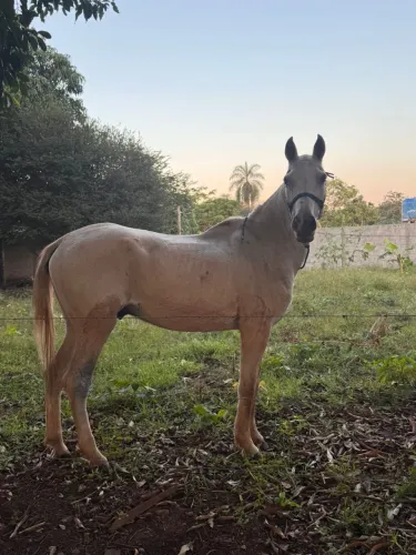 Vendo mangalarga marchador macho e castrado