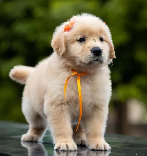 Filhote Golden Retriever