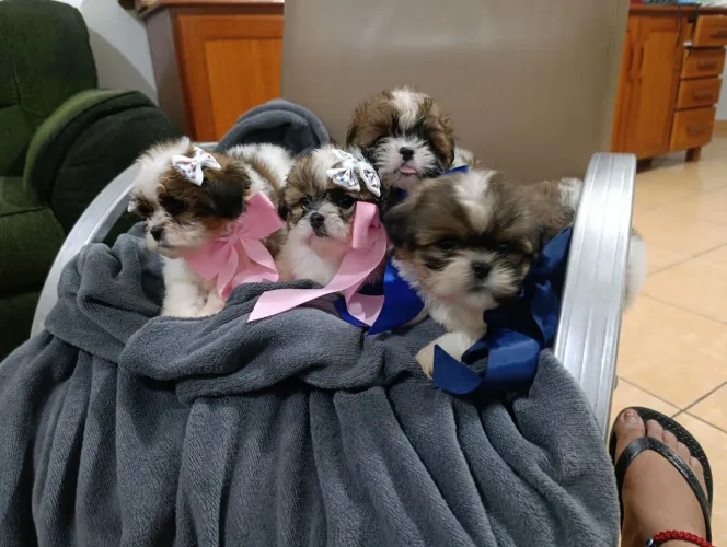 Cachorro shitzu 45 días