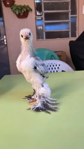 Pinto Brahma
