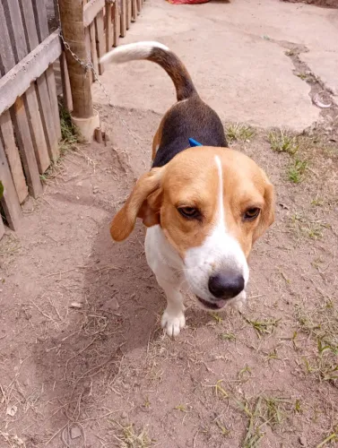 Beagle tricolor para doação responsável, 2 anos. Na