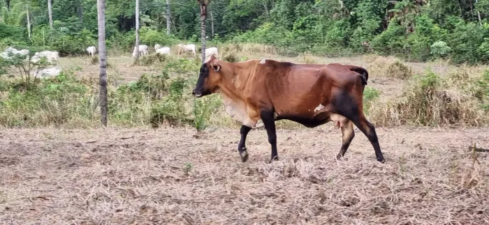 TERRENO/FAZENDA