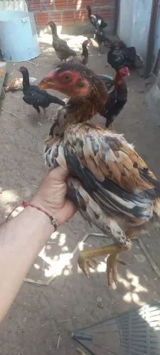 Raça mura
