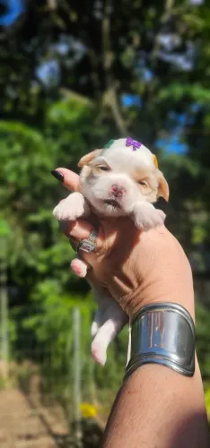 Shih-tzu Princesinha Linda - Raridade 