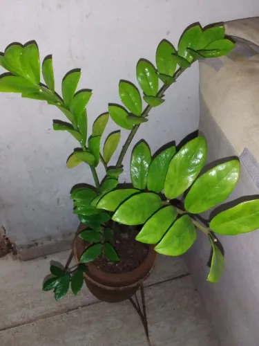 Planta Zamioculca