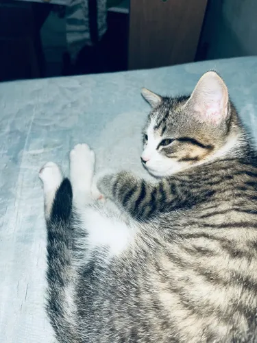 Gata de 2 meses