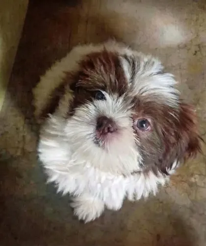 Vende-se Shih-tzu fêmea
