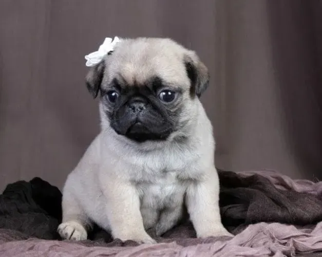 Filhotinhos pug saudável e brincalhão com contrato de venda