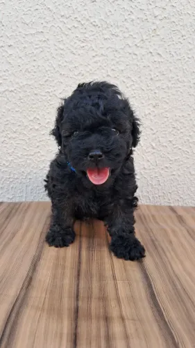 Poodle n°1
