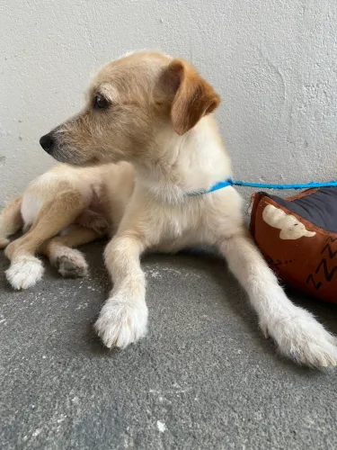 Cachorro dócil, filho de poodle (motivo - mudança)