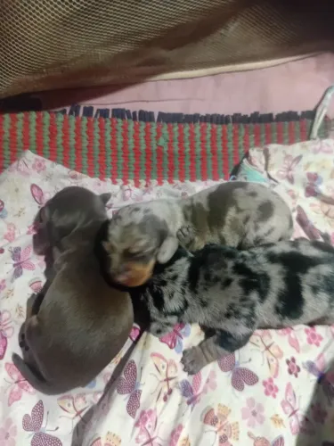Filhote de basset Salsicha
