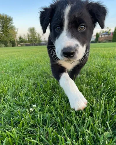 Filhotes de Border Collie | Um toque de felicidade diária