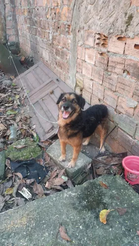 Cachorro pra adoção