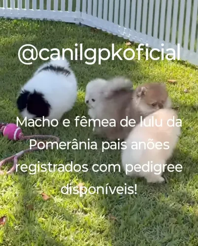 Somente raças pequenas para apartamento! Leia o anúncio por favor!