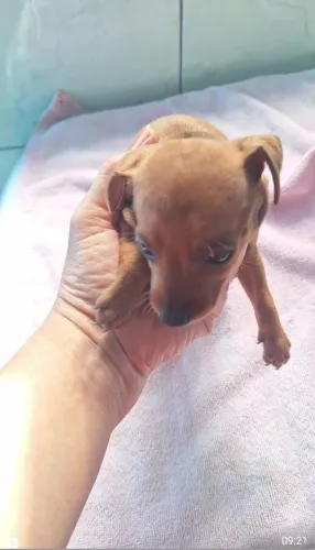 FILHOTES DE PINSCHER PADRÃO DA RAÇA!