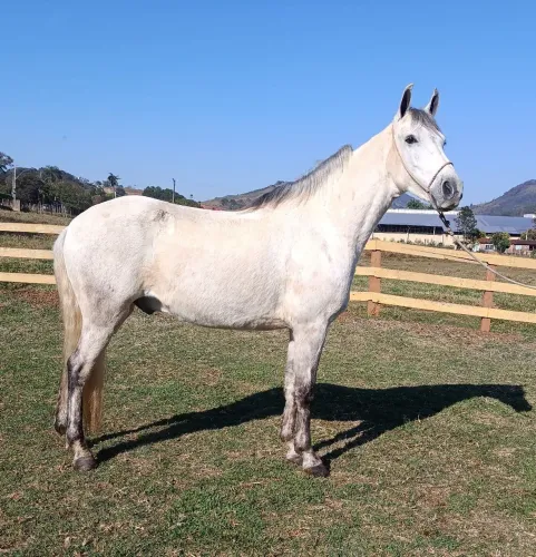 Cavalo marcha picada
