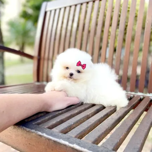 Ursinhos Anões Lindos é Aqui Lulu da Pomerânia