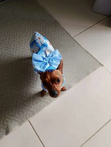 Vendo pinscher 01 femia 