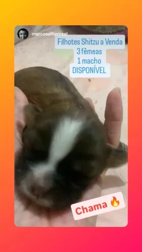 Pet