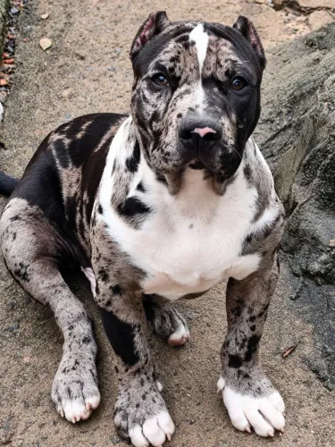 Pitmonster macho filhote