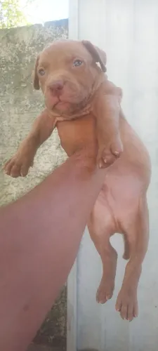 Filhote Pit monster