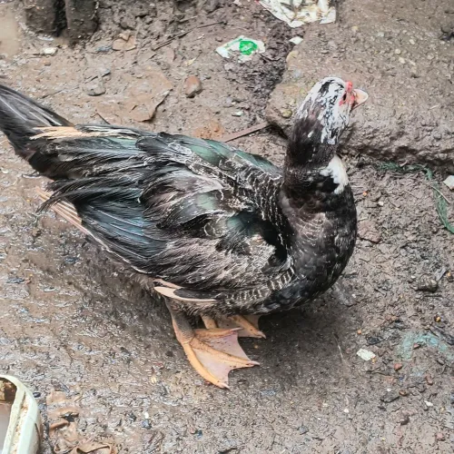 Vendo pato jovem macho